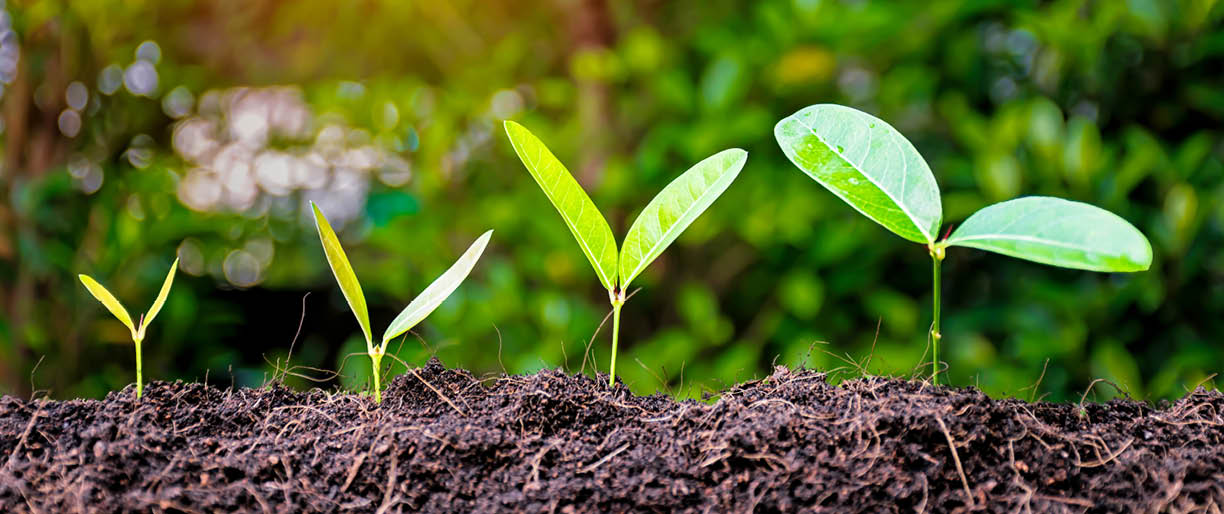 Business Growth concept Continued of investment and profitability Expectation of profitable Stability is tangible A solid foundation will help the business sector remain sustainable Tree are growing